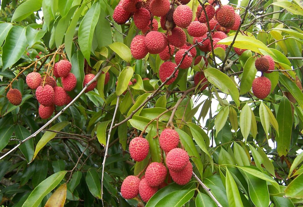 Litchi