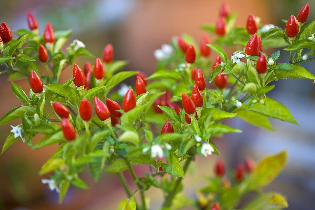Piri-Piri
