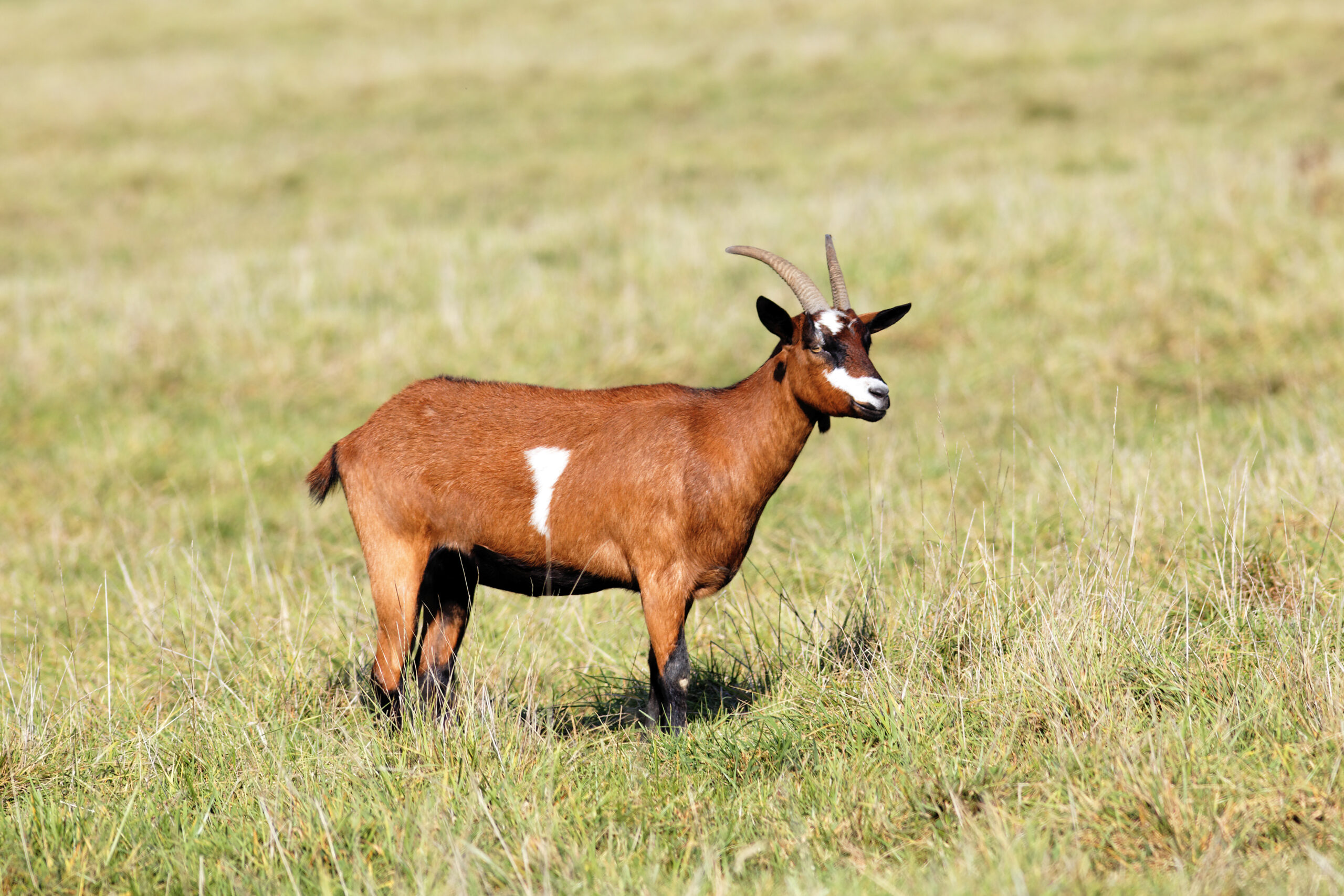 Carne caprina