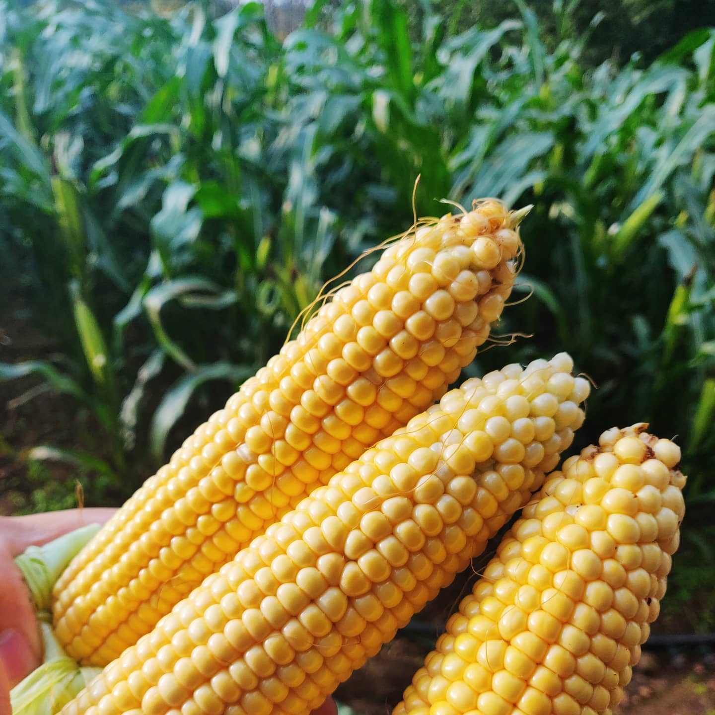 Maçaroca